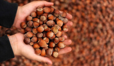 Ticaret borsalarında 11 ayda 637 bin 879 tonluk fındık işlem gördü