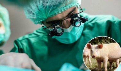 Tıp dünyasında devrim: İnsana domuz akciğeri nakledildi