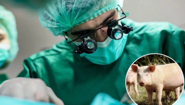 Tıp dünyasında devrim: İnsana domuz akciğeri nakledildi