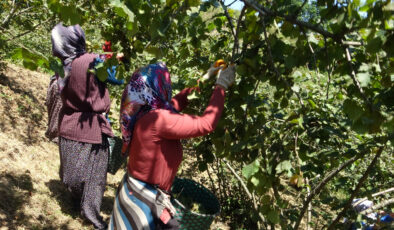 TMO 2025 fındık fiyatlarını açıkladı, gözler serbest piyasaya çevrildi