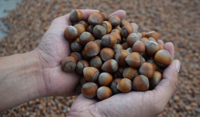 TMO: Giresun kalite fındığın kilosu 200, Levant kalitenin 195 lira oldu