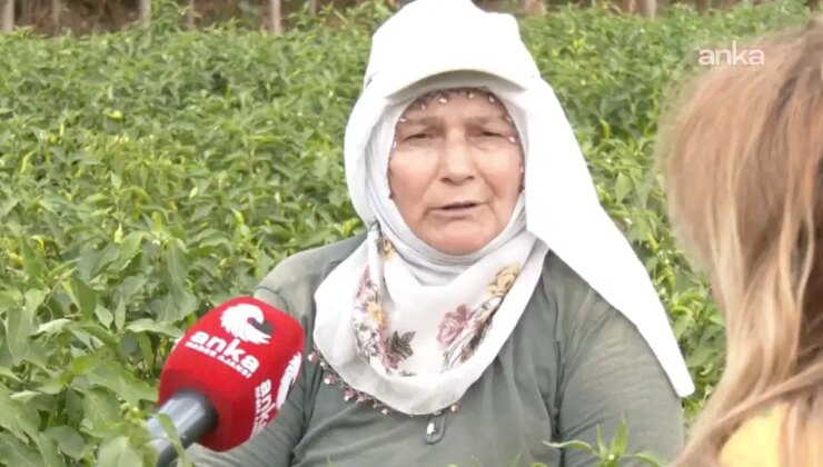 Tokatlı kadın tarım işçileri: ‘Çıkmazın içindeyiz. Senelerce AK Parti’ye oy verdim ama bu yıl çok felaket’