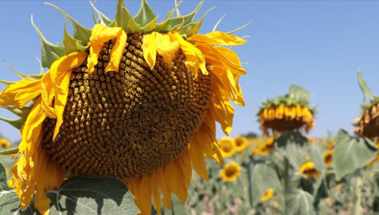 Trakya Birlik, ayçiçeği ön alım fiyatını açıkladı