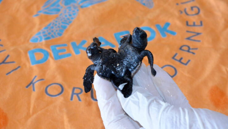 Türkiye’de ilk kez görüldü: Ayrılma ihtimalleri yüzde 60…