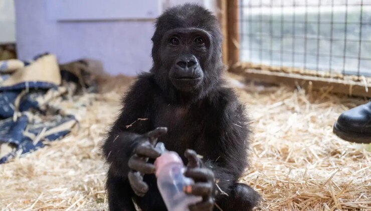 Türkiye’de izole bir ortamda tutulan goril Zeytin için uluslararası iade talebi: ‘Türdeşlerinin yanında olmalı’