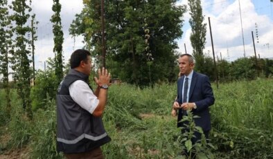 Türkiye’de sadece tek bir ilçede yetişiyor: İçecekten kozmetiğe pek çok alanda kullanılıyor