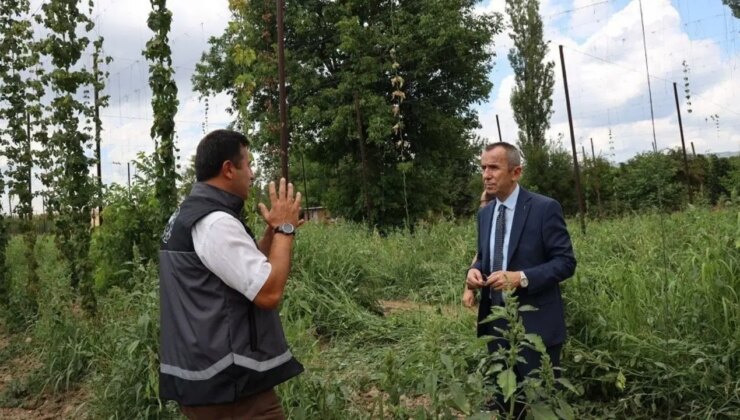 Türkiye’de sadece tek bir ilçede yetişiyor: İçecekten kozmetiğe pek çok alanda kullanılıyor