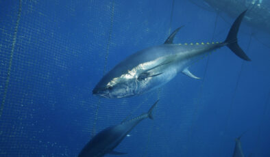 Türkiye’nin orkinos ihracatı artıyor