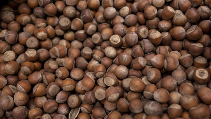 Türkiye’ye fındık ihracatından 2,4 milyar dolarlık kazanç