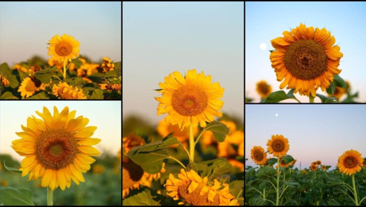 Uşak’ta ayçiçeği ekim alanı 5 yılda 4 kat arttı