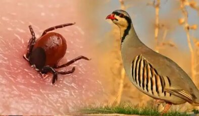 Uzman’dan ‘keklik’ açıklaması: Keneleri yediği iddiası safsata