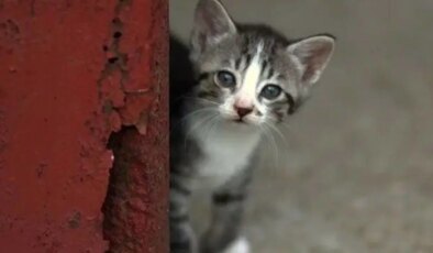 Uzmanı yanıtladı: Kedi ya da köpek tüyü ölüme neden olur mu?