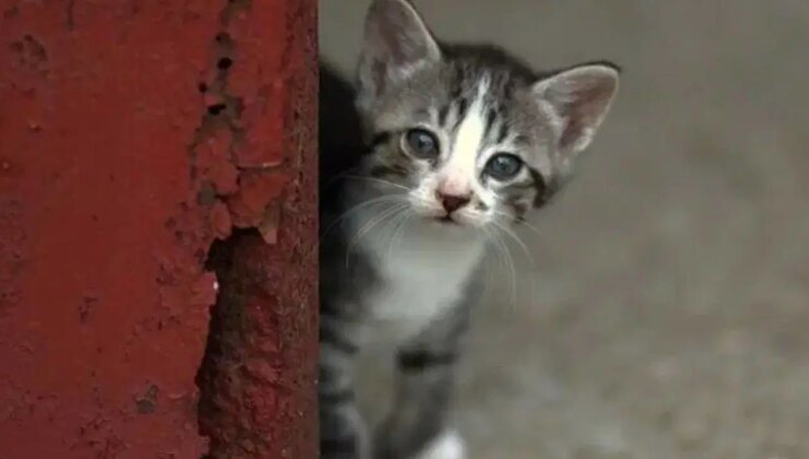 Uzmanı yanıtladı: Kedi ya da köpek tüyü ölüme neden olur mu?