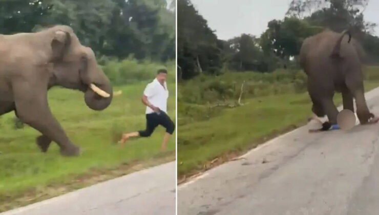 Vahşi fille selfie çekmek istedi, ölümden döndü