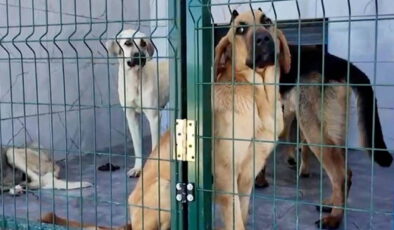 Valilik istedi AKP’li Arnavutköy Belediyesi harekete geçti:  Sokak hayvanlarını toplamaya başladılar