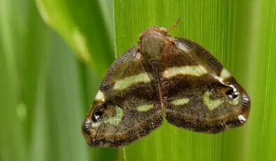 Vampir Kelebek nedir? Türkiye’de nerelerde görüldü? Vampir kelebek zararlı mı?