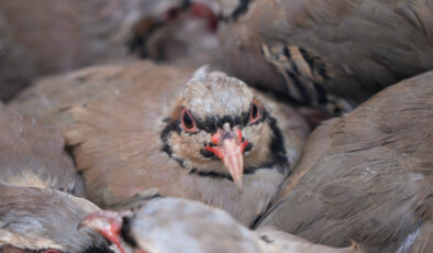 Veteriner Coşkun: Keklikler keneleri yok etmiyor, aksine taşıyor
