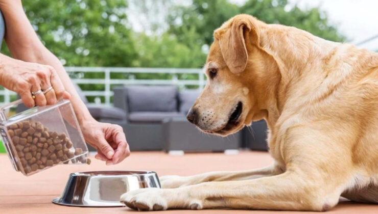 Veteriner uyardı: Evde beslememeniz gereken 5 köpek cinsi