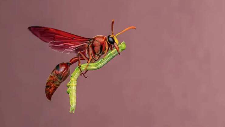 Yaban hayatının en iyi fotoğrafları