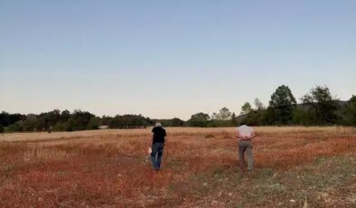 ‘Yapamazsınız’ diyenleri dinlemeden ektiler: Hasadı başladı! Çölyak hastalarının besin kaynağı!..