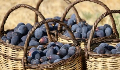 Yeni kuru incir çeşidi geliştirildi: ‘Siyah orak’ hasadı sürüyor 