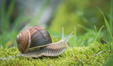Yeni Zelanda seferber oldu: Solak salyangoza eş aranıyor
