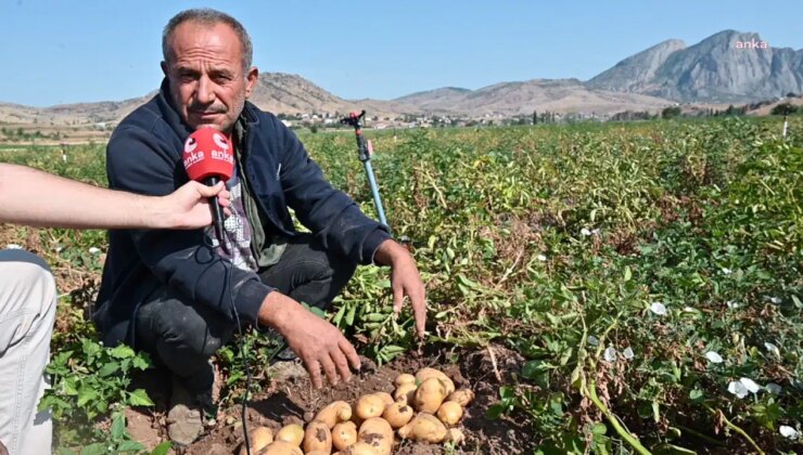 Yozgat’ta hasadına başlanan yazlık patates tarlada kaldı