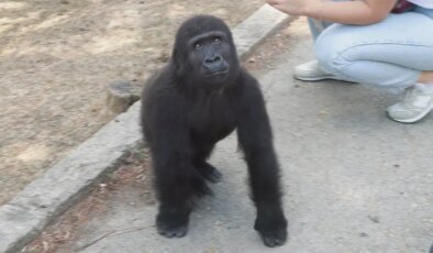 ‘Zeytin’ evinde dönüyor: Yavru goril Nijerya yolcusu