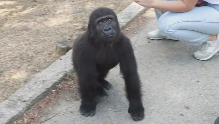 ‘Zeytin’ evinde dönüyor: Yavru goril Nijerya yolcusu