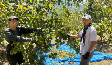 Zonguldak’ta fındık hasadı tırpan ücretleri rekor kırdı