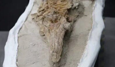 12 milyon yıllık yunus benzeri fosil keşfedildi