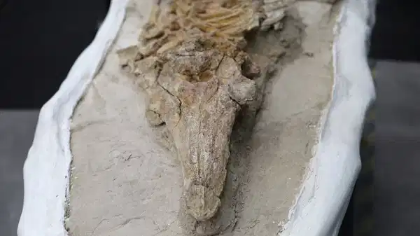 12 milyon yıllık yunus benzeri fosil keşfedildi