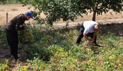 1300 rakımda yetişiyor: Lezzetinin sırrı kar suyu! Bin TL’den satılıyor….