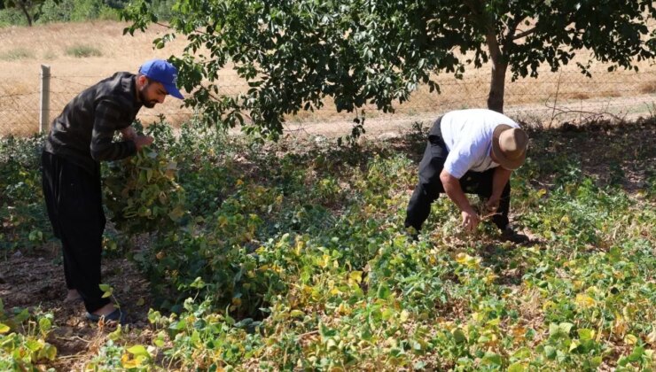 1300 rakımda yetişiyor: Lezzetinin sırrı kar suyu! Bin TL’den satılıyor….