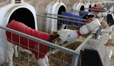 2025 1. dönem buzağı desteği başvuru tarihleri ne zaman? Buzağı desteği başvuru şartları neler?