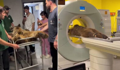 3 yaşındaki ayı ‘Okan’, fazla meyve yediği için rahatsızlandı