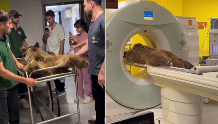 3 yaşındaki ayı ‘Okan’, fazla meyve yediği için rahatsızlandı