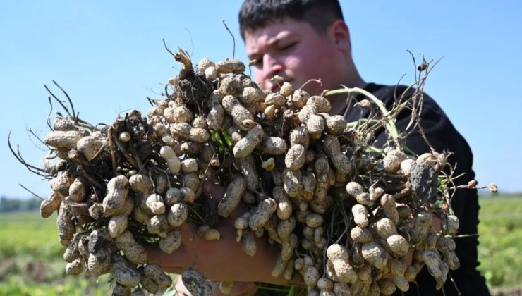 3500 ailenin geçim kaynağı: Dekar başına 500 kilo ürün…