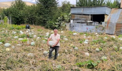 Afyonkarahisar’da hasat başladı: Kilosu 10 lira