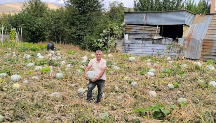 Afyonkarahisar’da hasat başladı: Kilosu 10 lira