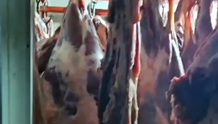 Ahırdaki 1,5 ton uygunsuz et imha edildi!