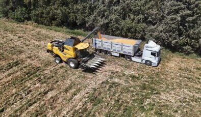 Amik Ovası’nda rekolte düştü: Son 65 yılının en kurak sezonunu…