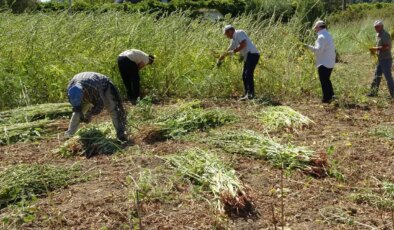 Antalya’da hasat başladı:  4 bin ton rekolte bekleniyor! Kilosu 14O TL…
