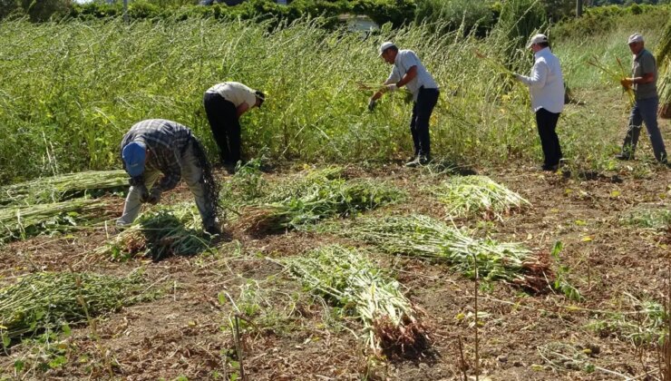 Antalya’da hasat başladı:  4 bin ton rekolte bekleniyor! Kilosu 14O TL…