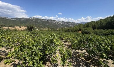 Antalya’da hasat geç başladı: Bahçede 100 TL…