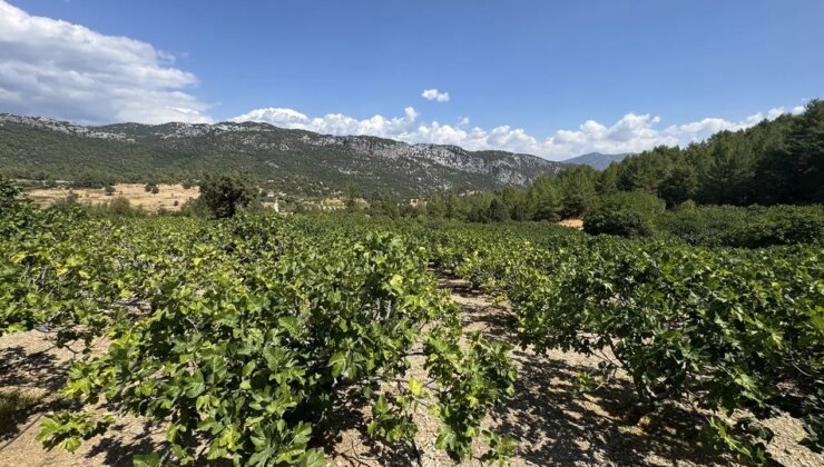 Antalya’da hasat geç başladı: Bahçede 100 TL…
