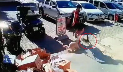 Antalya’da kediyi tekmeleyen kişiye gözaltı