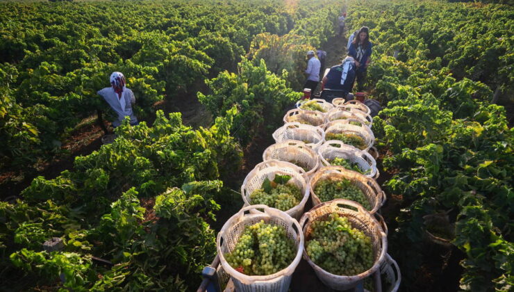 Arapgir’in meşhur Köhne üzümüne don vurdu: Rekolte dibe vurdu
