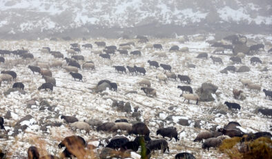Ardahan’a kar bastırdı, küçükbaş hayvan sürüleri hazırlıksız yakalandı