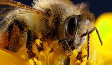 Arıların yalnızca iki gözü yok; binlercesi var